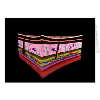 Image Conceptuelle Des Couches De La Peau Humaine 