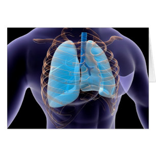 Image Conceptuelle Des Poumons Humains Et De La Ca