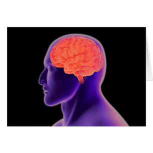 Image Conceptuelle Du Cerveau Humain 1