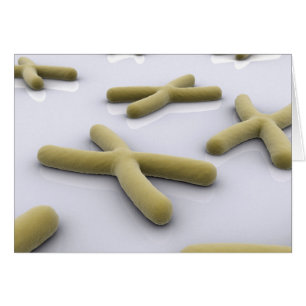 Image Conceptuelle Du Chromosome 1