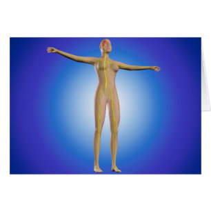 Image Conceptuelle Du Système Nerveux Féminin