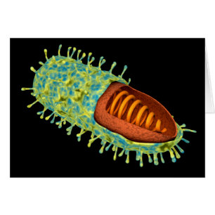 Image conceptuelle du virus de rage 3
