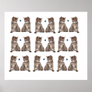 Image de chaton pour Poster