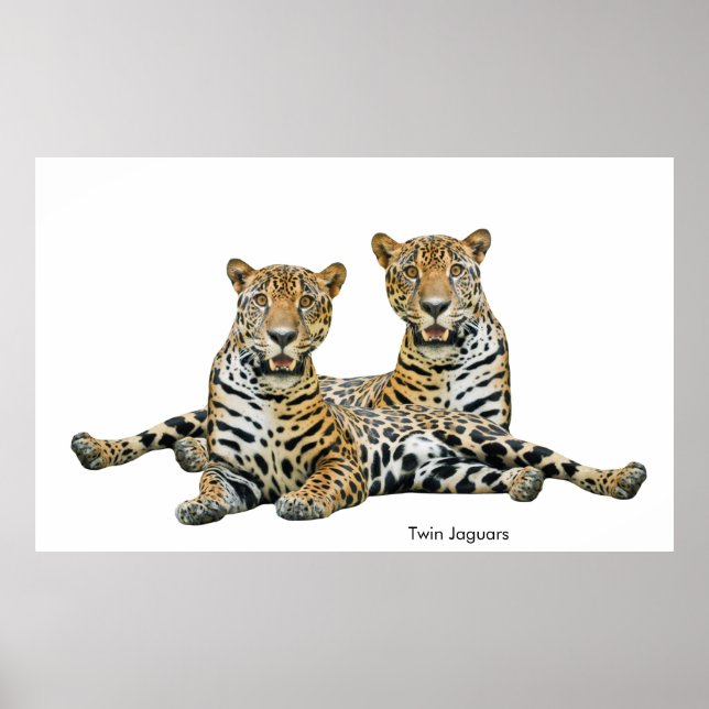 Image de Jaguar pour Poster (Devant)