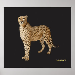 Image de l'animal pour affiche