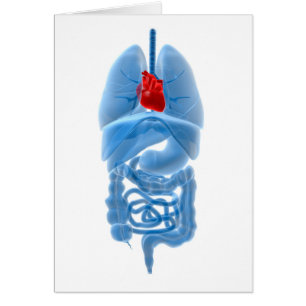 Image En Rayon X D'Organes Internes Avec Coeur