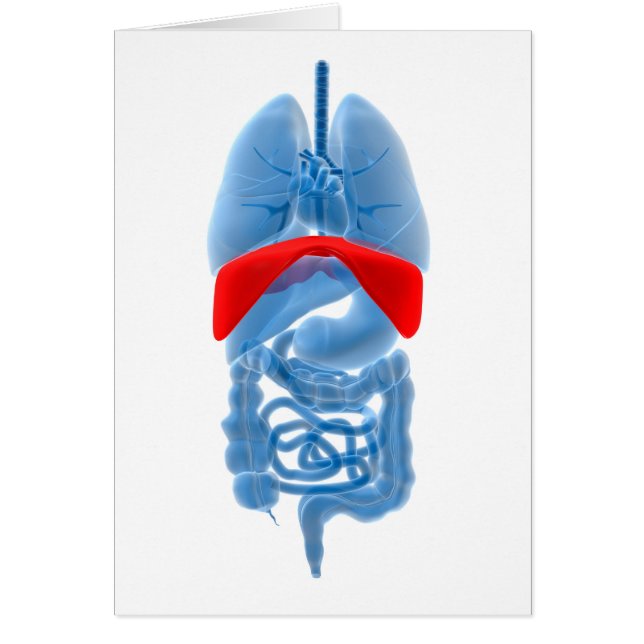 Image En Rayon X D'Organes Internes Avec Diaphragm (Devant)