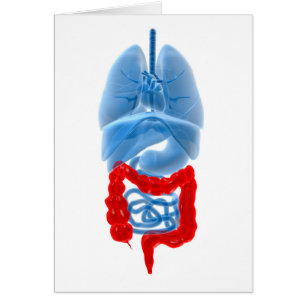 Image En Rayon X D'Organes Internes Avec Gros