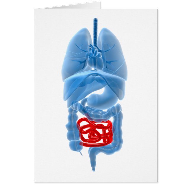 Image En Rayon X D'Organes Internes Avec Petits (Devant)