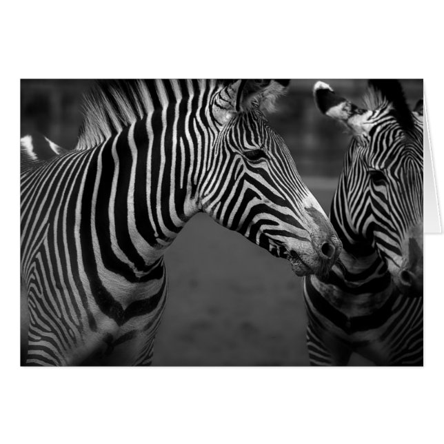 Image monochrome Zebra (Devant horizontal)