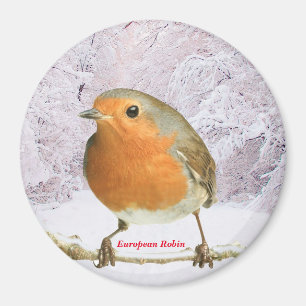 Image Robin pour grand aimant rond