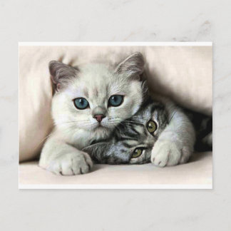 imagem de gata e filho postkarte