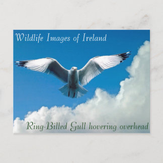 Images de faune pour carte postale