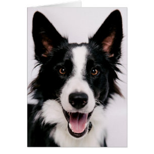 Images de Getty A border collie de sourire