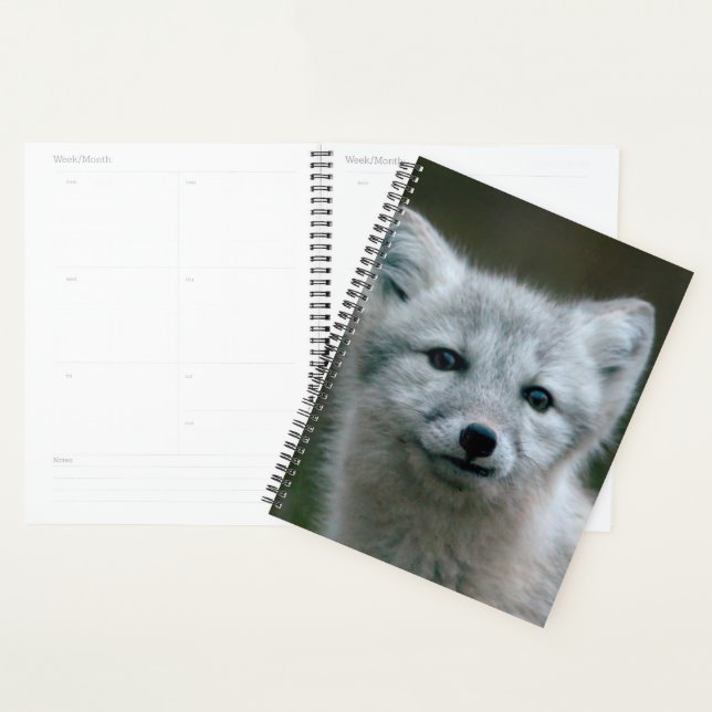 Images Getty | Arctic Fox Kit (Devant avec enveloppe)