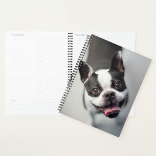Images Getty   French Bulldog
