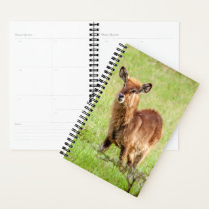 Images Getty Young Brown Antelope Waterbuck