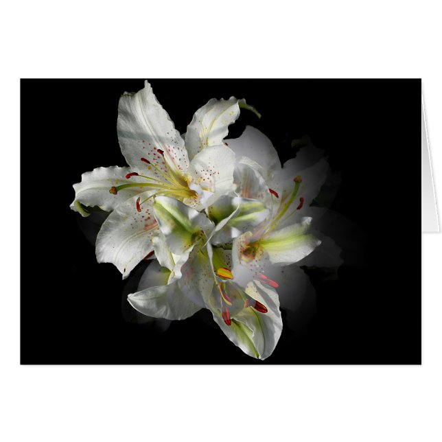 Imaginaire blanc Lilies (Devant horizontal)