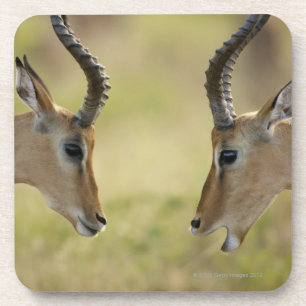 Imapla (Aepyceros melampus) wollend, um zu Getränkeuntersetzer