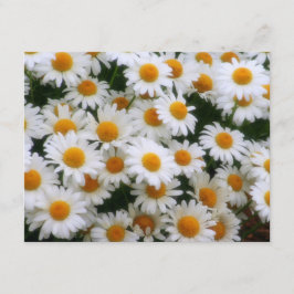 IMG_0066 Daisy Lovers