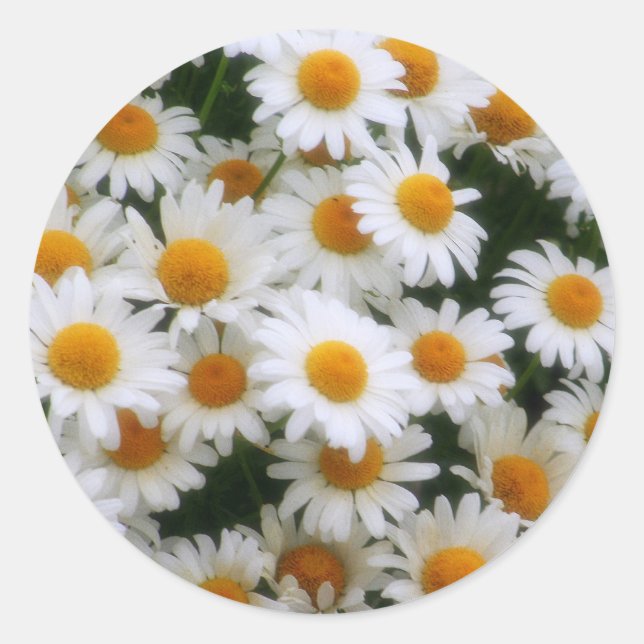 IMG_0066 Daisy Lovers Runder Aufkleber (Vorderseite)