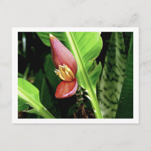 IMG_0432 POSTKARTE