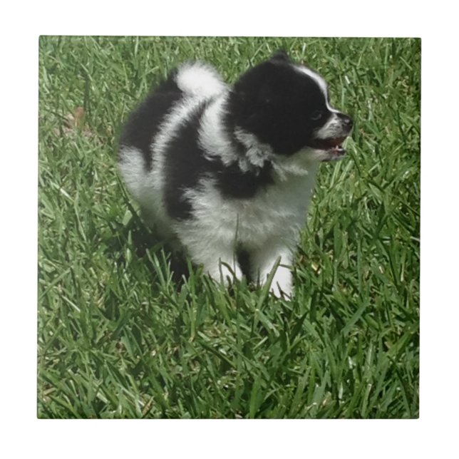 IMG_0545.JPG FLIESE (Vorderseite)