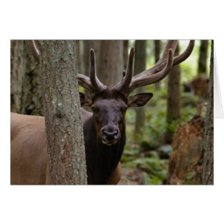 IMG_0560_elk3_12x18-062004