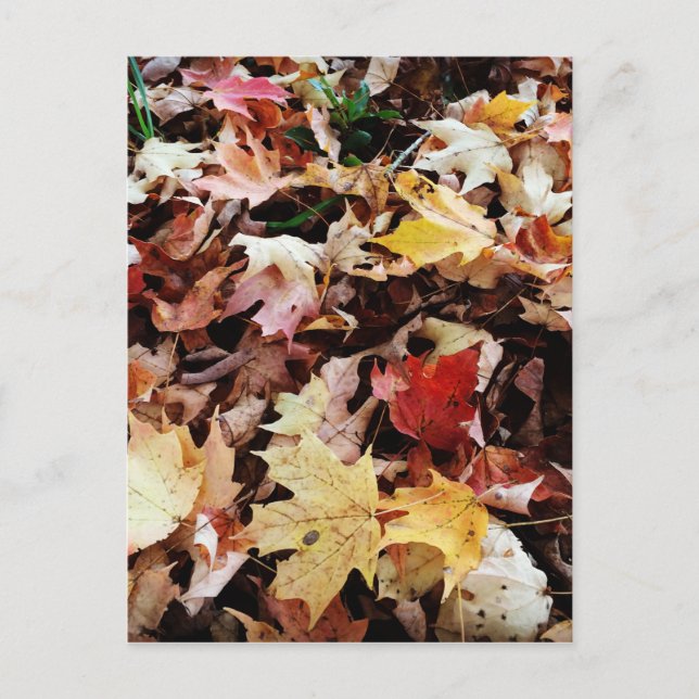 IMG_4035.JPG POSTKARTE (Vorderseite)