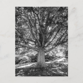 IMG_5219.JPG POSTKARTE