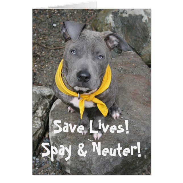 IMG_6802, Rett Lives! Spay & Neuter! (Vorne)