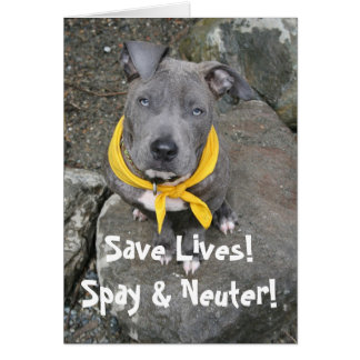IMG_6802, Sauvez des vies ! Spay & Neuter !