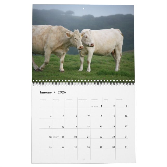 IMG_6979, I Liebe Kühe mit den prächtigen... Kalender (Jan 2026)