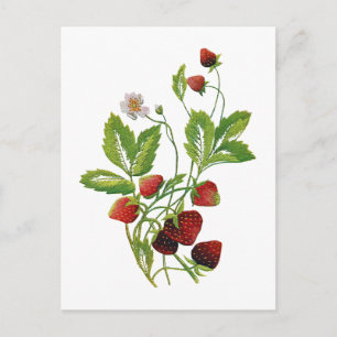 Imitate bestickt Frische Erdbeeren Postkarte