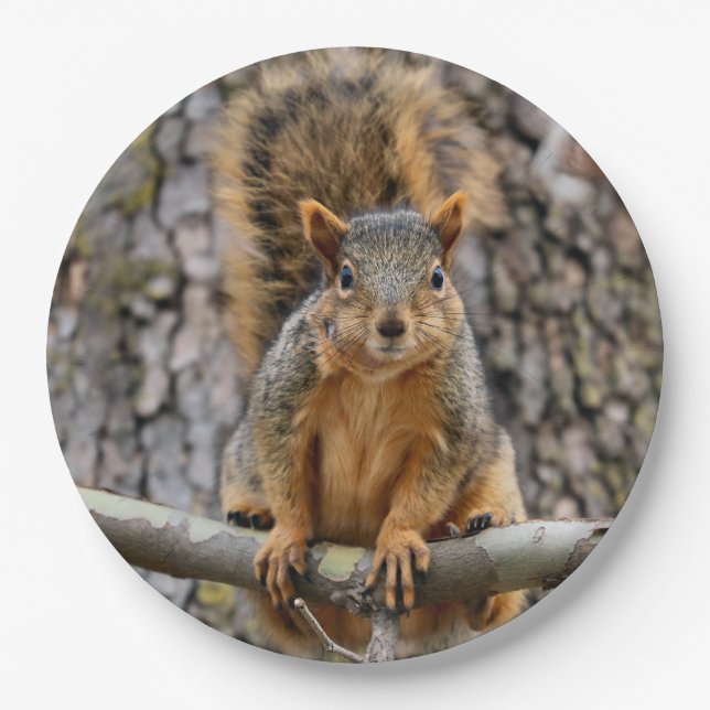 Imitate-Fuchs-Eichhörnchen Pappteller (Vorderseite)
