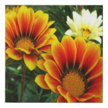 Afican Daisies Faux Enveloppé Canvas Imprimer