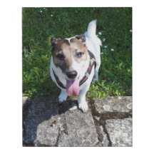 Capo von Oppenheim Jack Russell Terrier, Chien