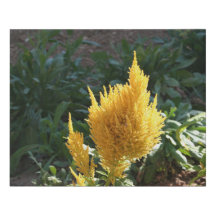 Fleur Astilbe Jaune