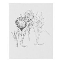 Fleurs de printemps - Crocus