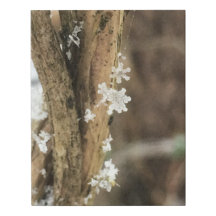 flocons de neige sur une vigne