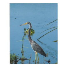 Heron debout dans l'eau - Photographie d'oiseaux