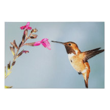 La nature des colibris