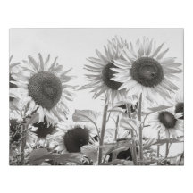 Photographie de Sunflower Black and White Fine Art