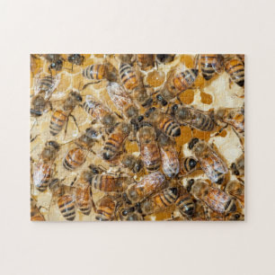 Imkerei auf Arlo's Honey Farm
