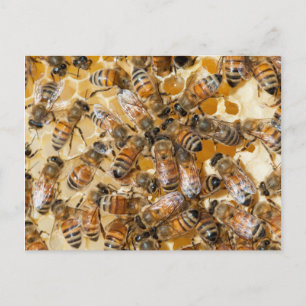 Imkerei auf Arlo's Honey Farm Postkarte