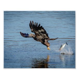Immature Bald Adler fällt einen Fisch Fotodruck