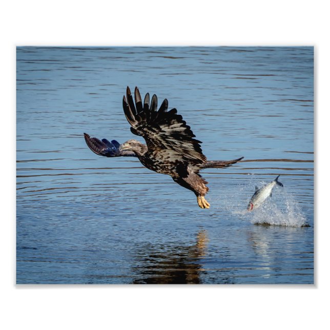 Immature Bald Adler fällt einen Fisch Fotodruck (Vorne)