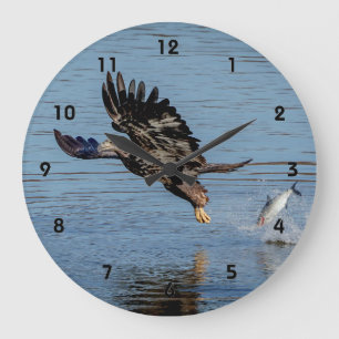 Immature Bald Adler fällt einen Fisch Große Wanduhr