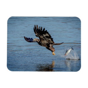 Immature Bald Adler fällt einen Fisch Magnet