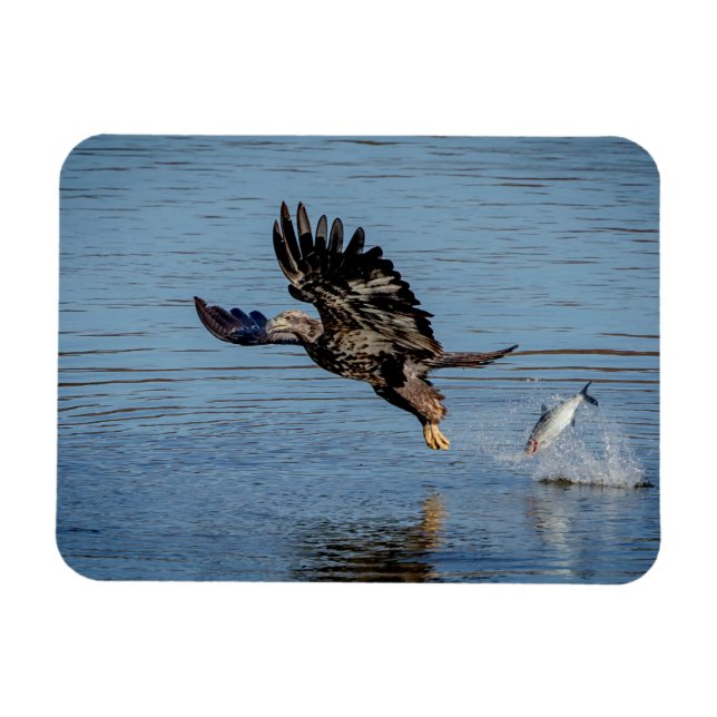 Immature Bald Adler fällt einen Fisch Magnet (Horizontal)